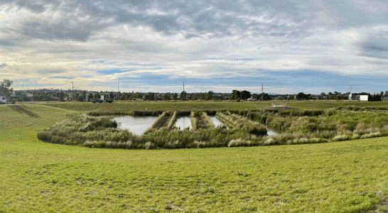Greenvale Gardens Wetland